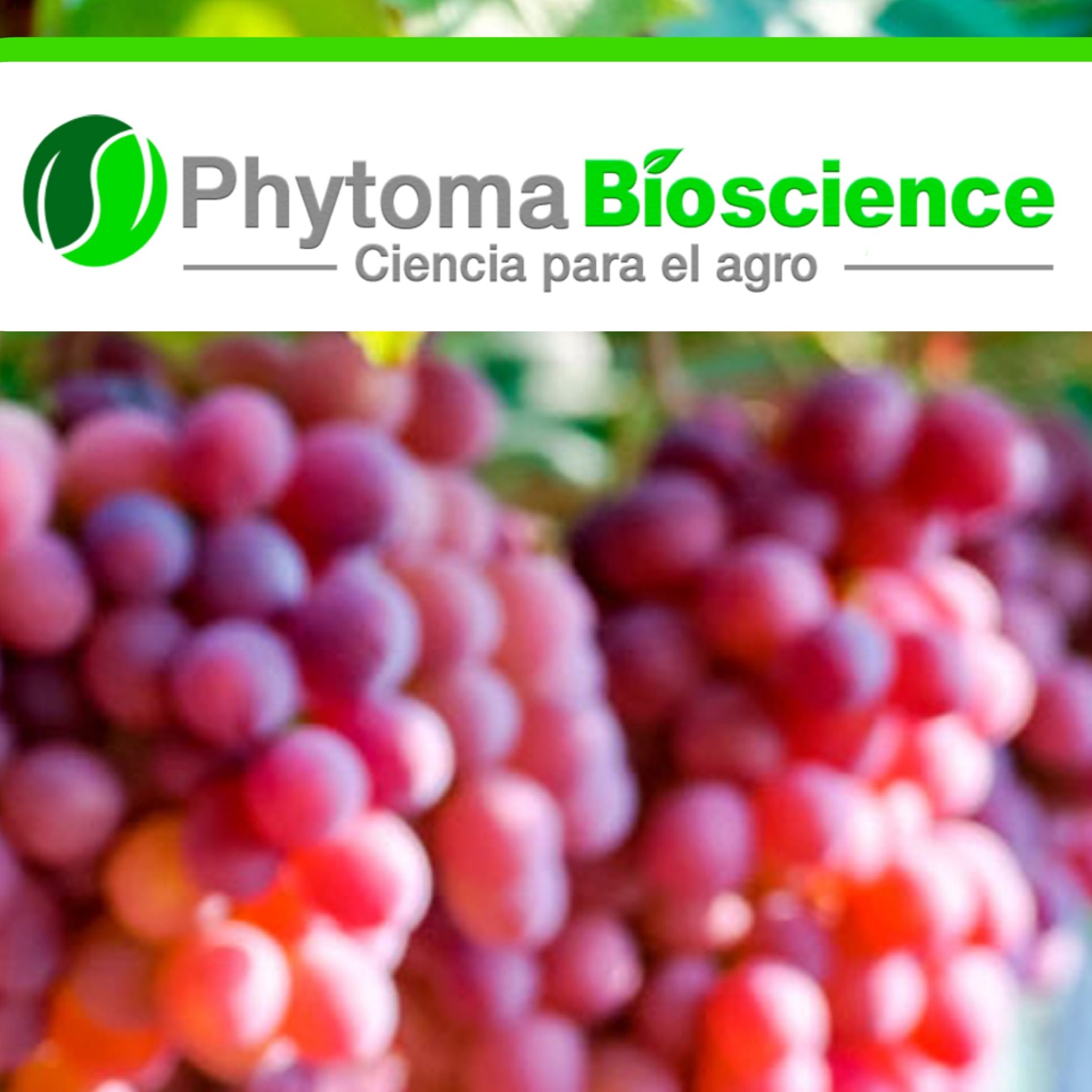 Pagina Web Phytoma